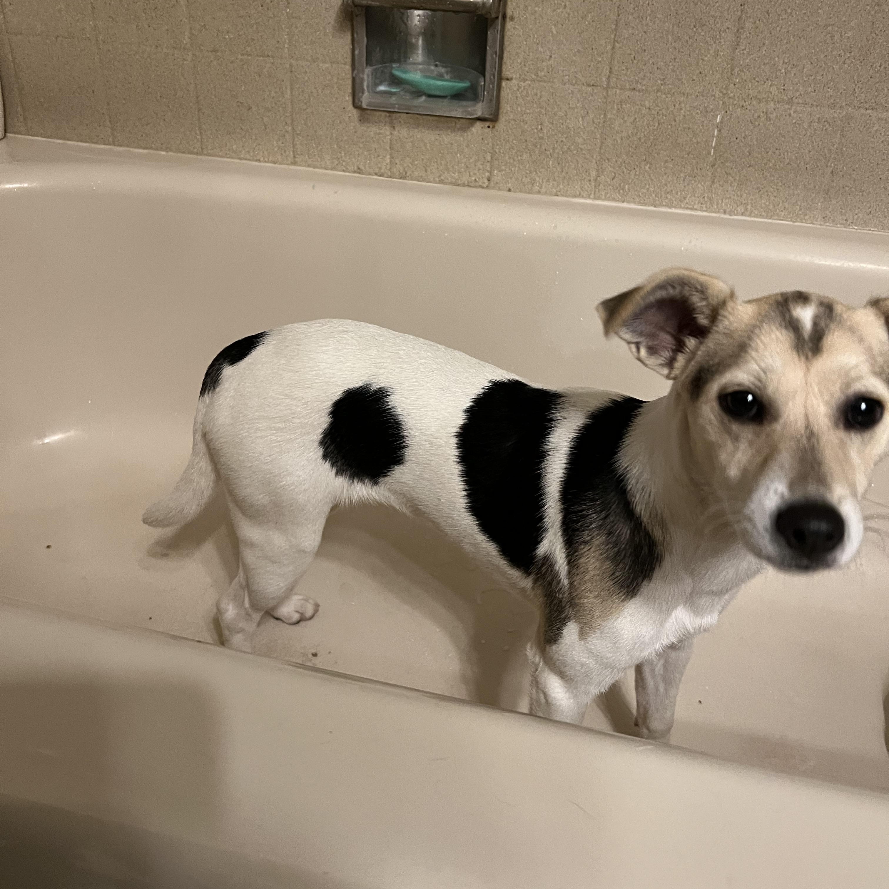 Enlarge Tawa, a Adoptable mixed breed in COVINGTON, WA image 2/4