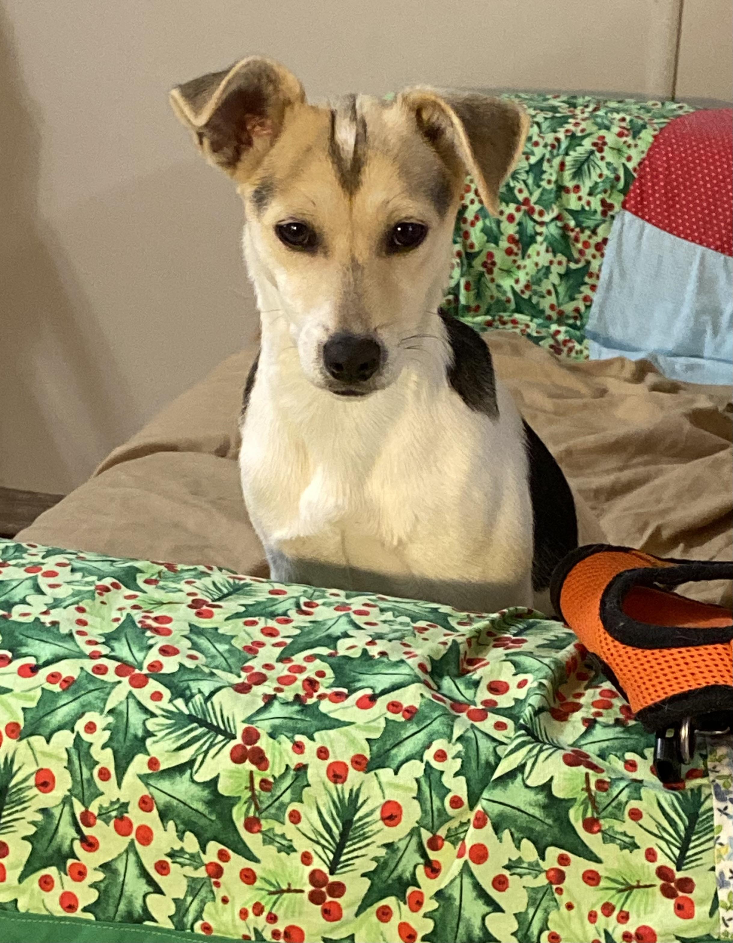 Enlarge Tawa, a Adoptable mixed breed in COVINGTON, WA image 4/4