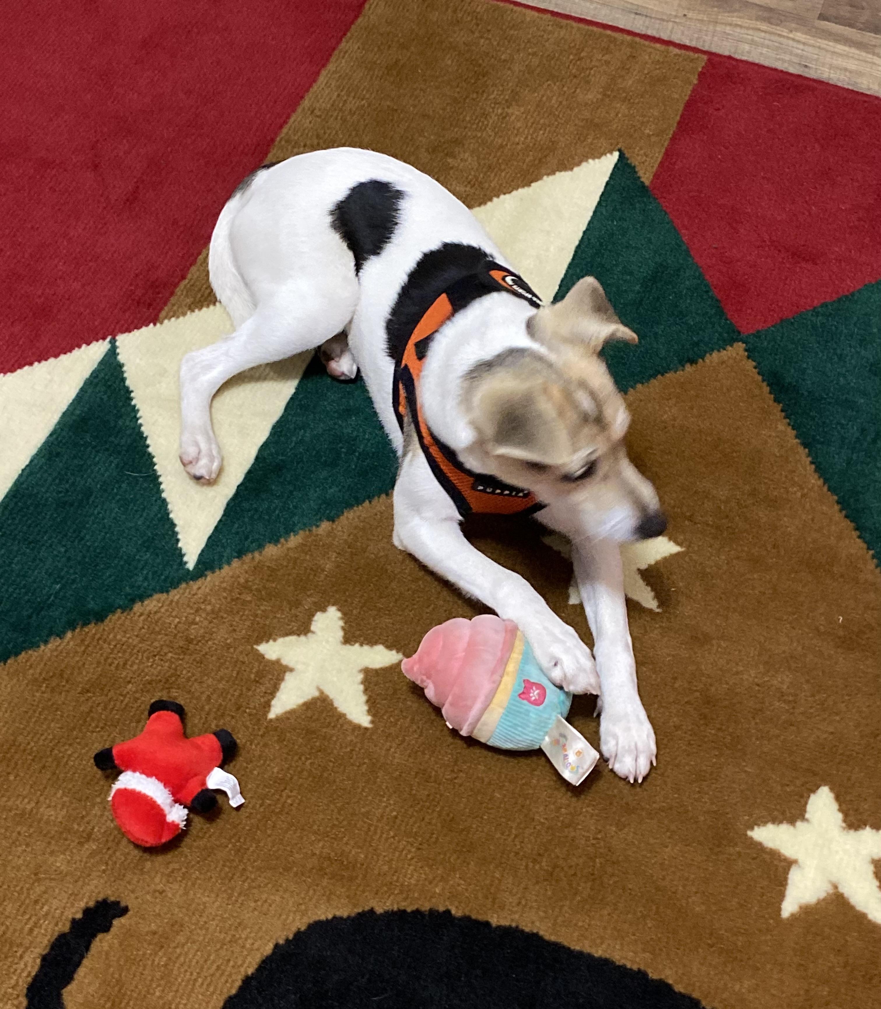 Enlarge Tawa, a Adoptable mixed breed in COVINGTON, WA image 1/4