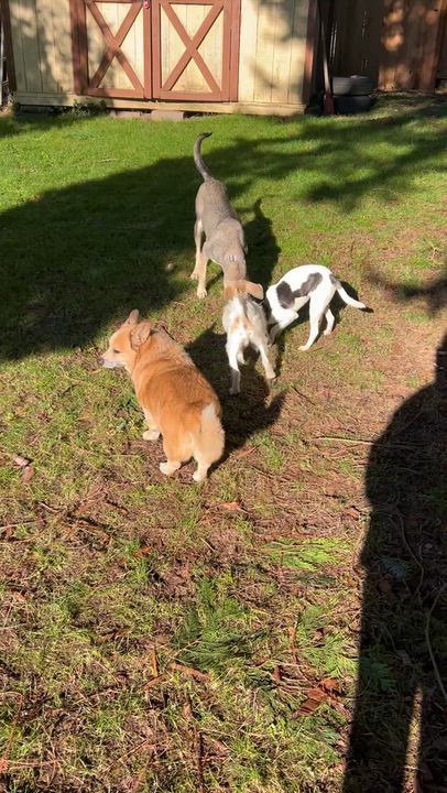 Enlarge Tawa, a Adoptable mixed breed in COVINGTON, WA video 3/4