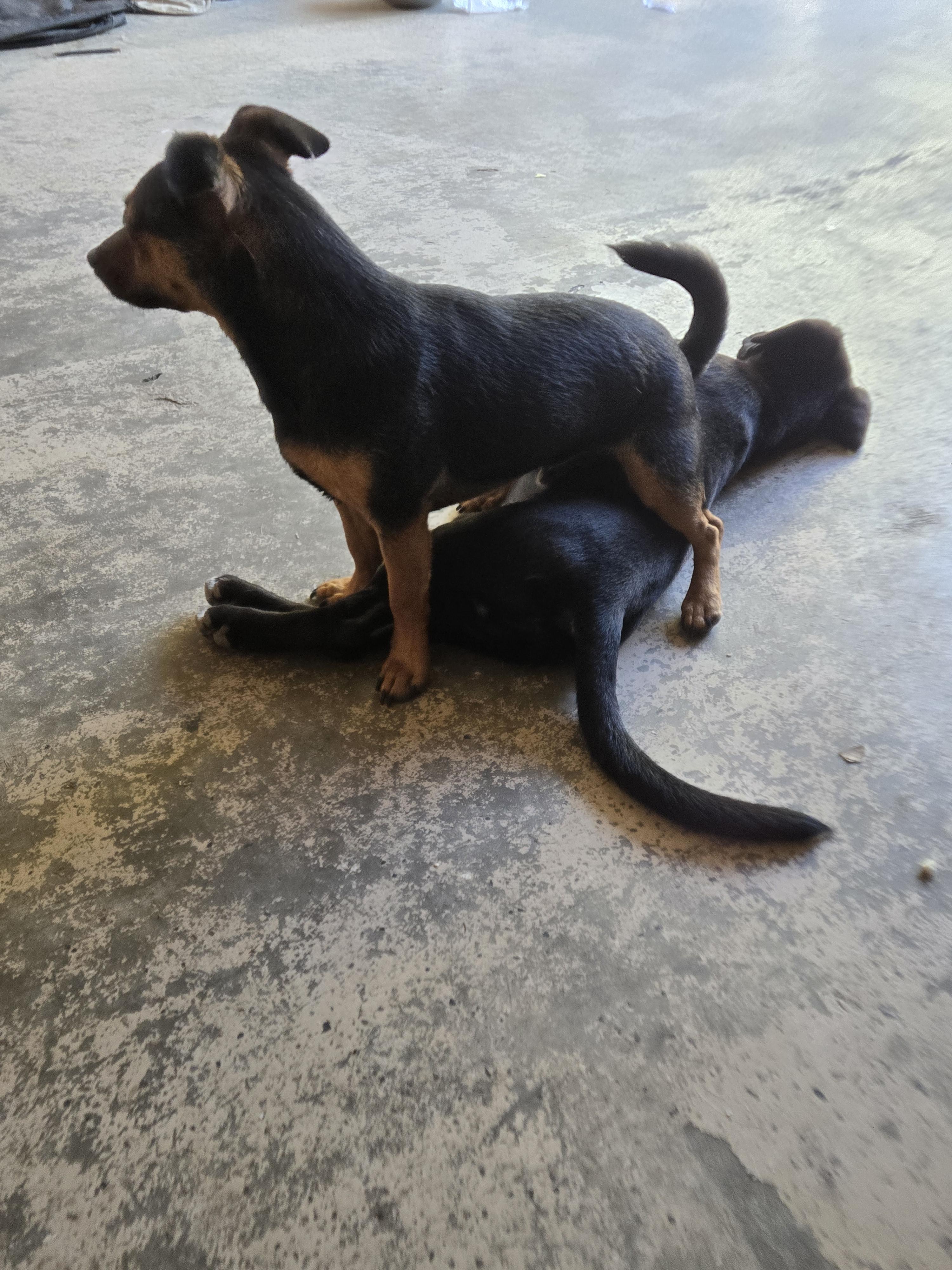 Gunner, Adoptable, Young Male Chiweenie.