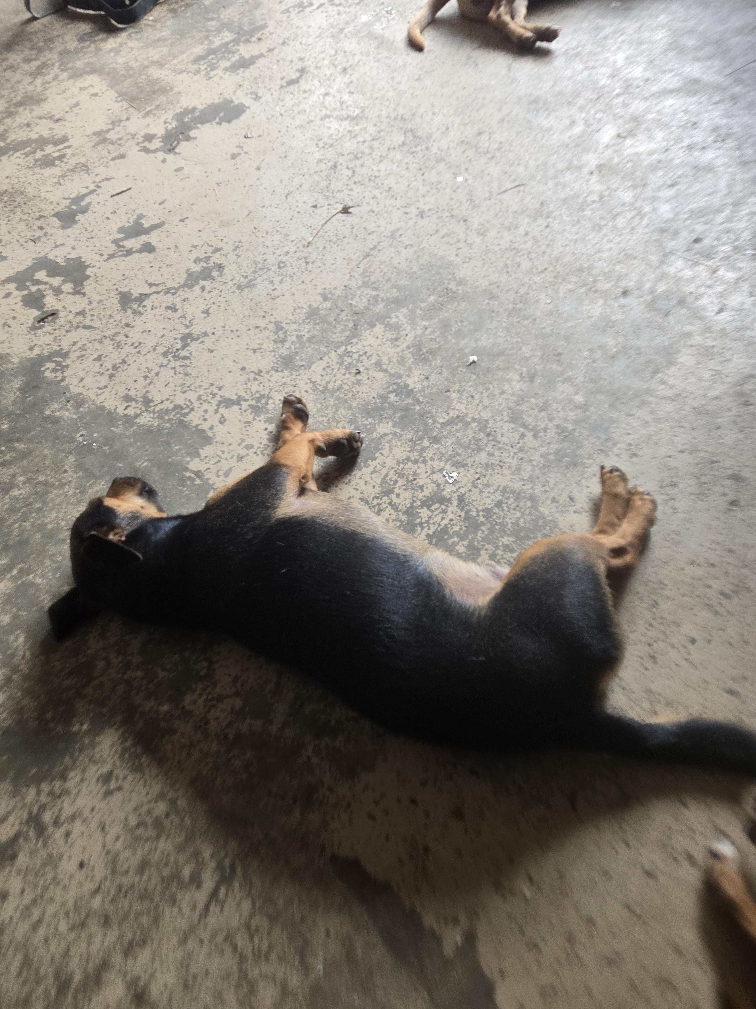 Gunner, a Adoptable Chiweenie in Tylertown, MS image 3/3