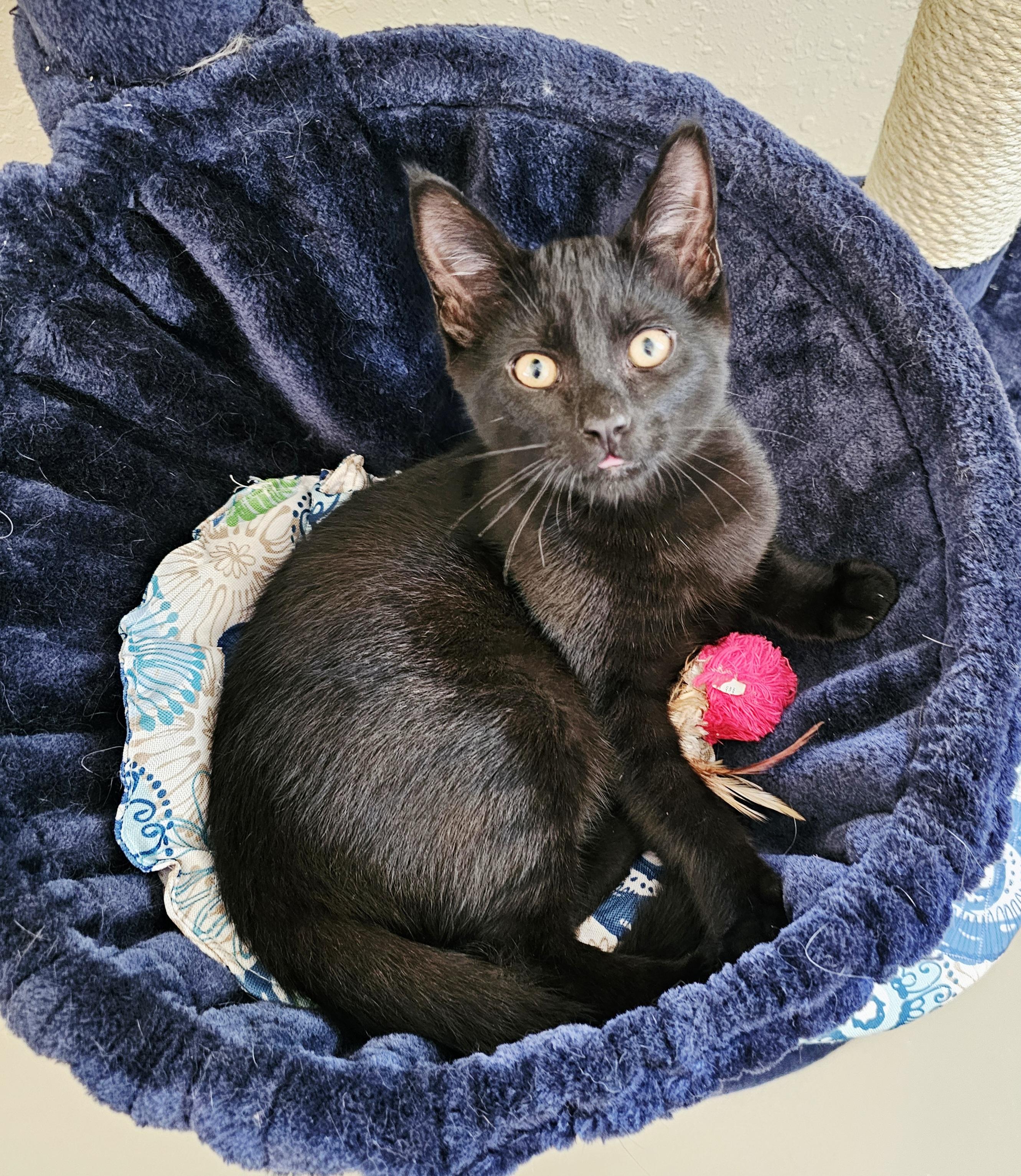 Coal, an adoptable Domestic Short Hair in Pinedale, WY, 82941 | Photo Image 1