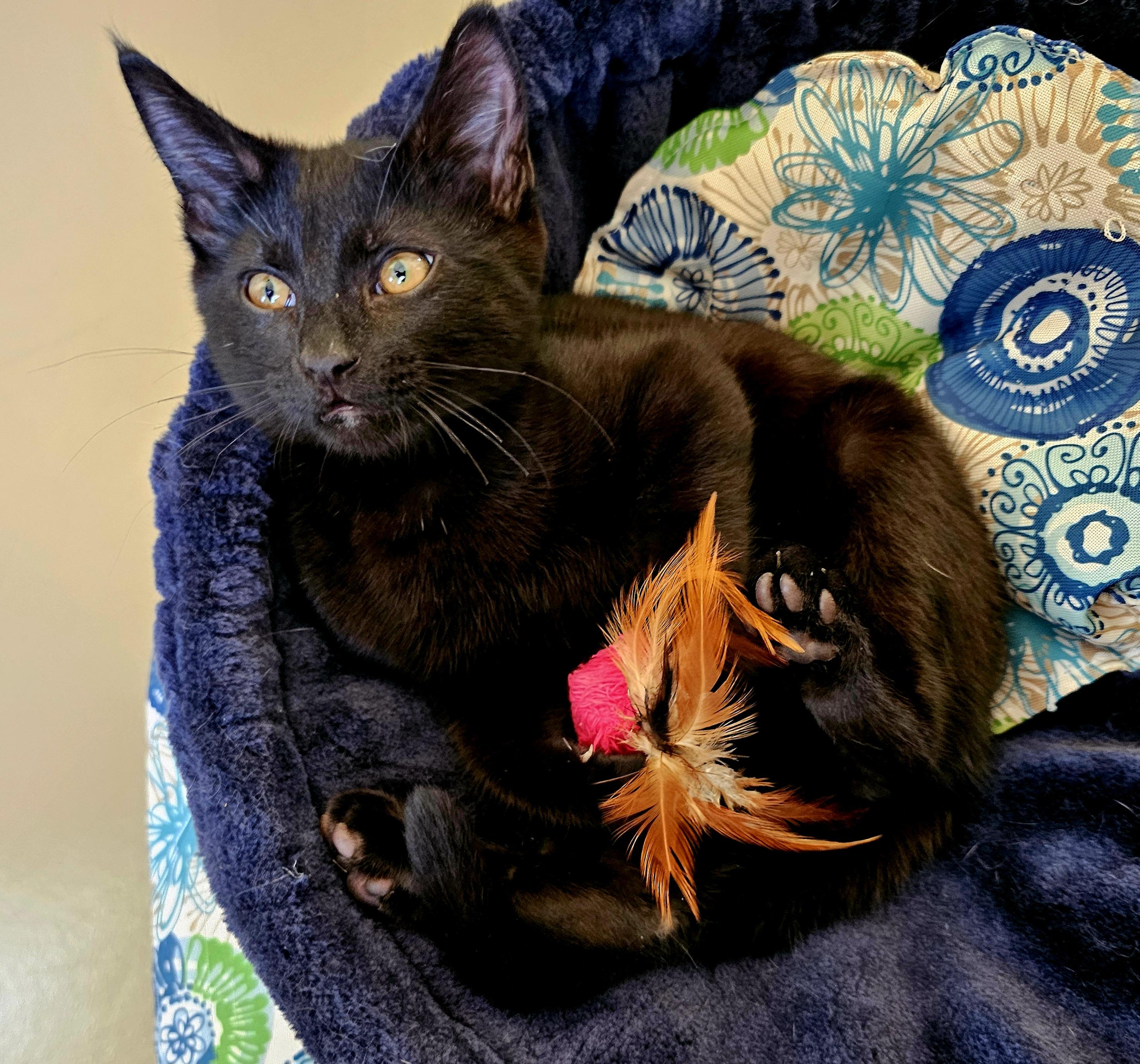 Coal, an adoptable Domestic Short Hair in Pinedale, WY, 82941 | Photo Image 2
