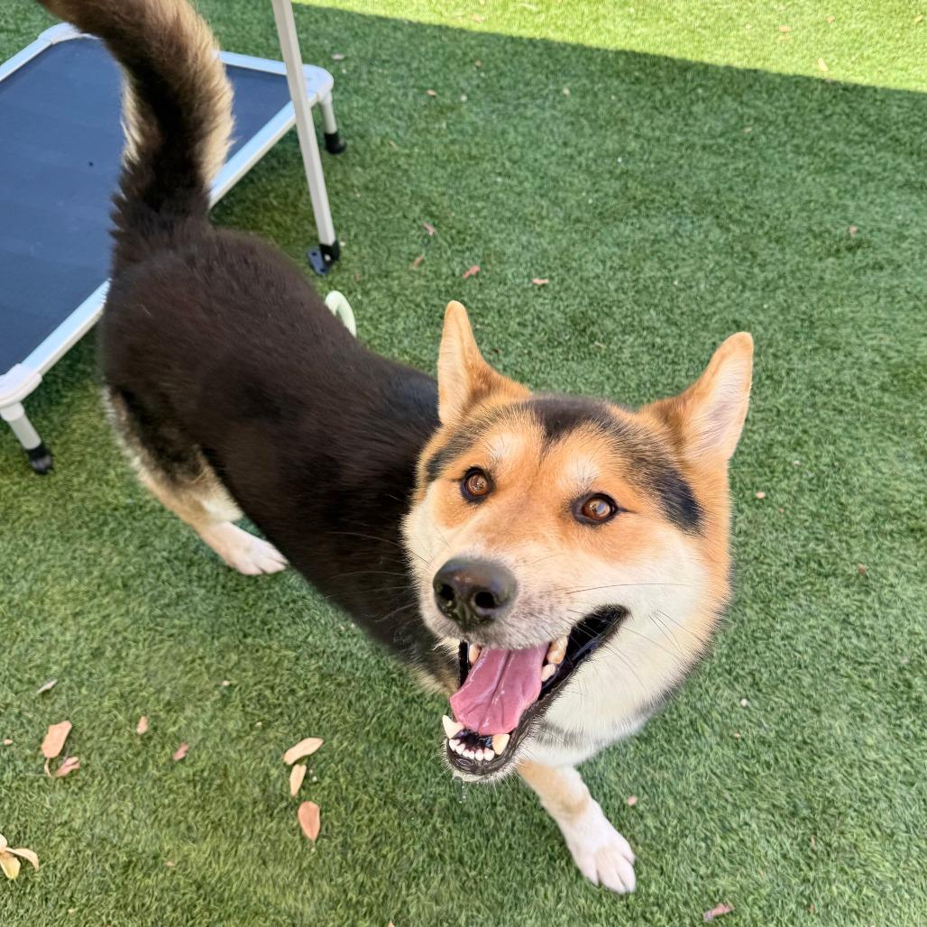 Enlarge River, a Adoptable Shepherd in Agoura Hills, CA image 1/6