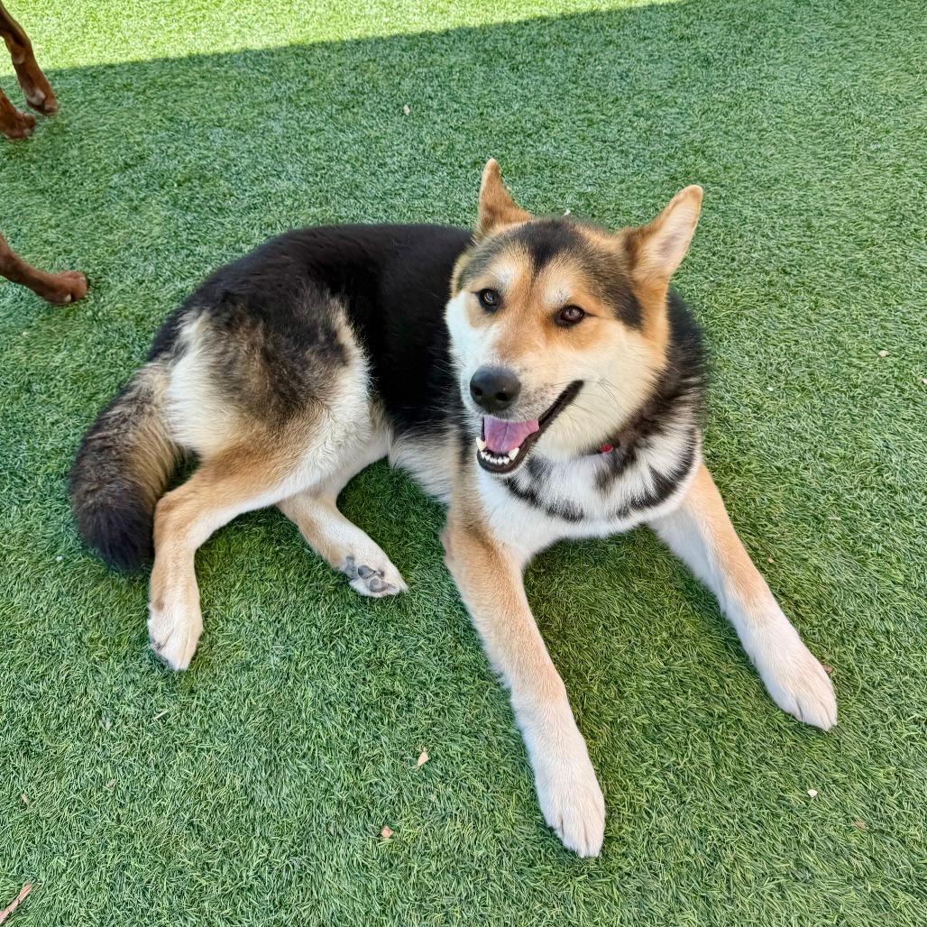 Enlarge River, a Adoptable Shepherd in Agoura Hills, CA image 2/6