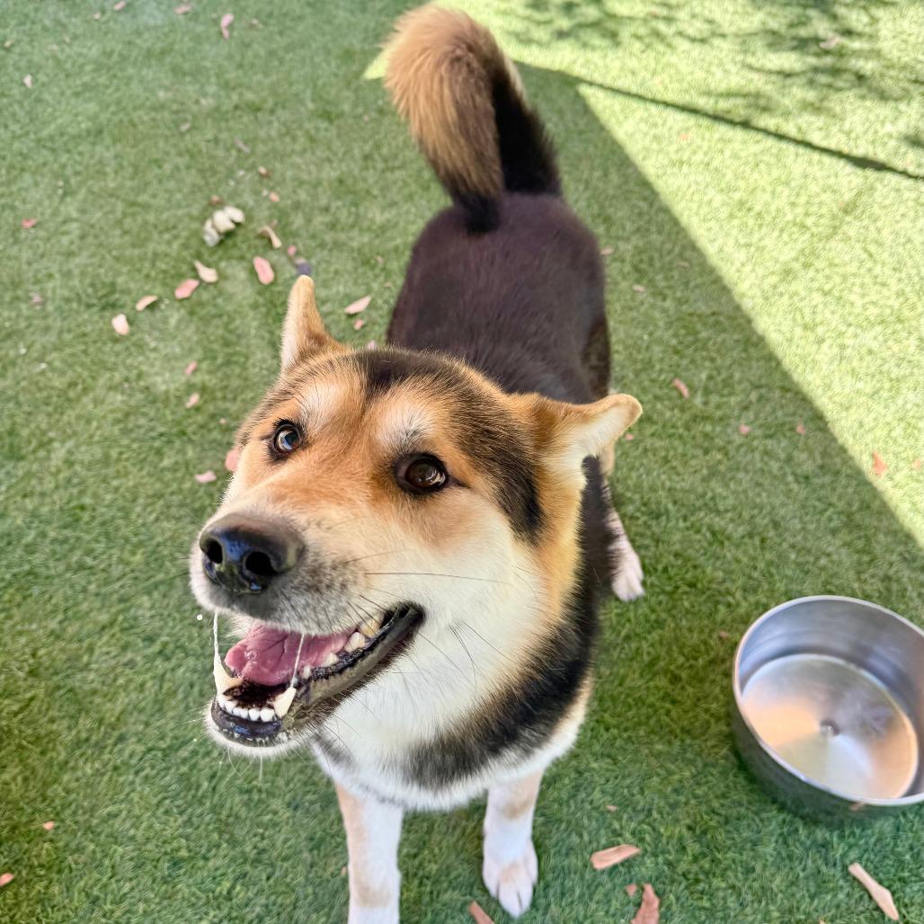 Enlarge River, a Adoptable Shepherd in Agoura Hills, CA image 3/6