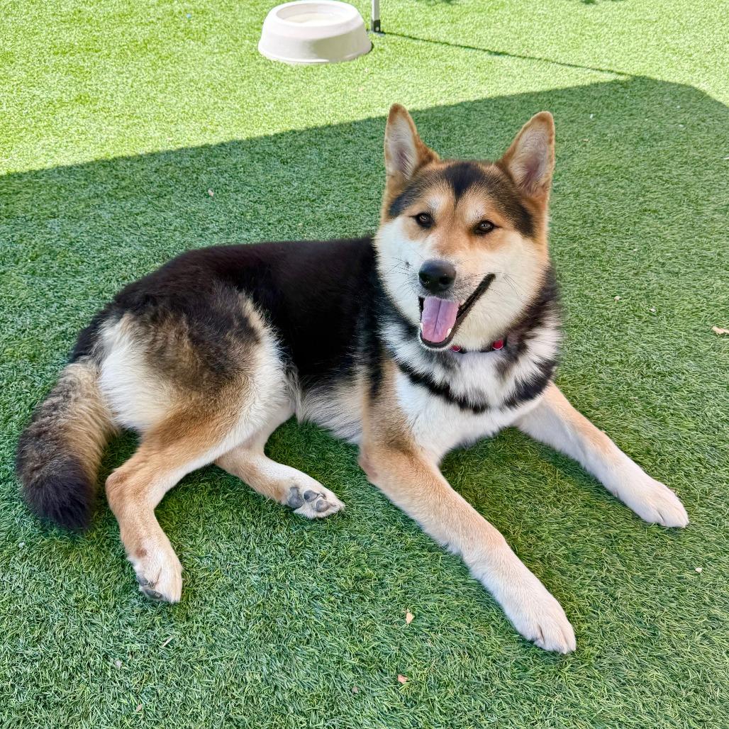 Enlarge River, a Adoptable Shepherd in Agoura Hills, CA image 4/6
