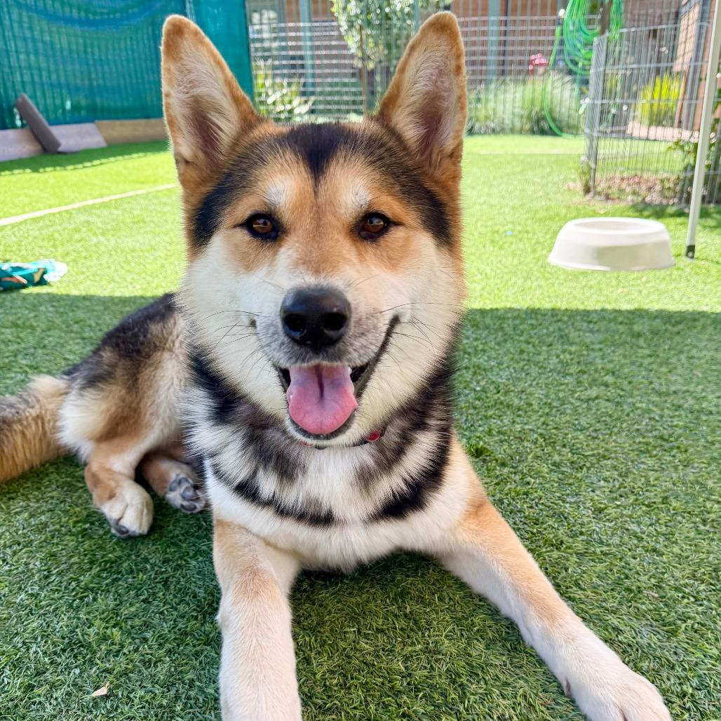 Enlarge River, a Adoptable Shepherd in Agoura Hills, CA image 5/6