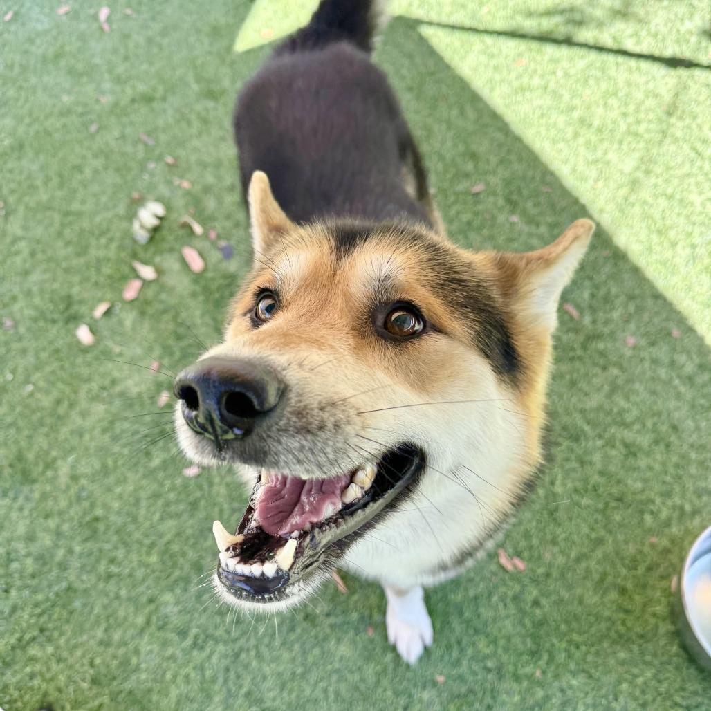 Enlarge River, a Adoptable Shepherd in Agoura Hills, CA image 6/6