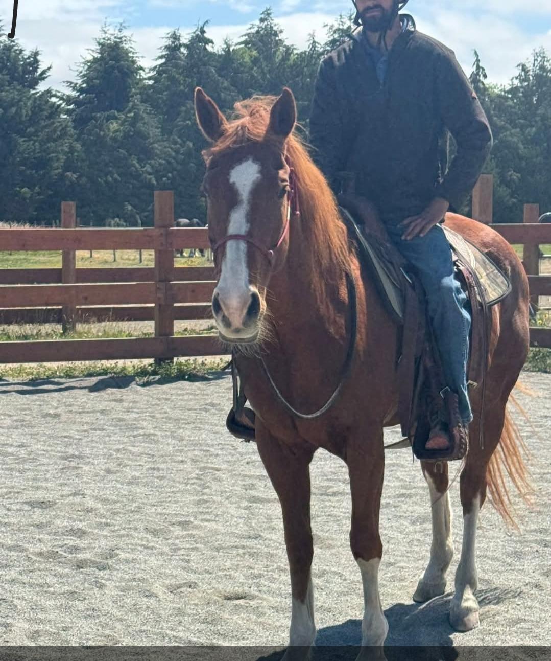 Enlarge Angel, a Adopted Quarterhorse in Sequim, WA image 1/4