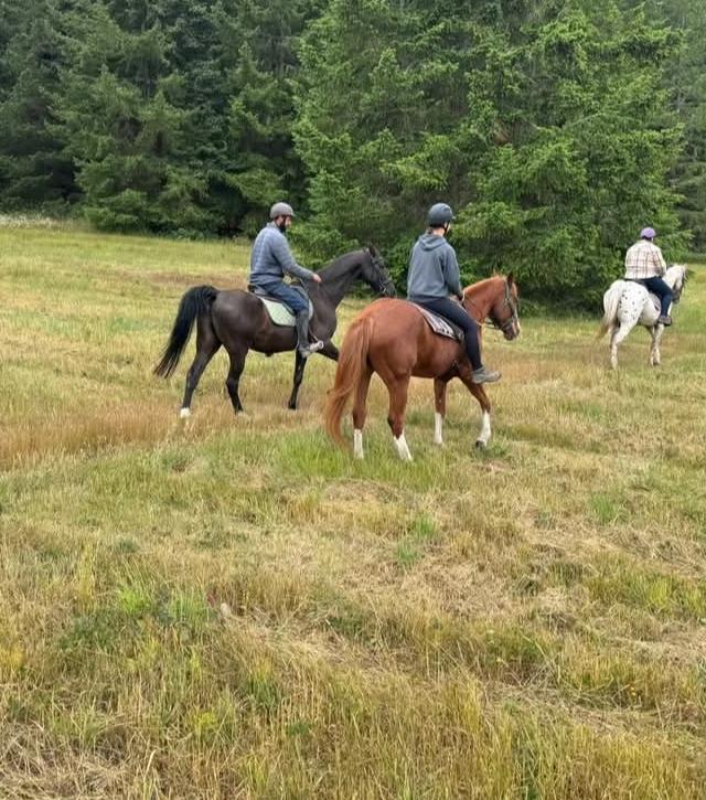 Enlarge Angel, a Adopted Quarterhorse in Sequim, WA image 2/4