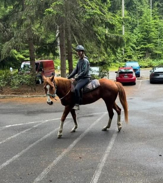 Enlarge Angel, a Adopted Quarterhorse in Sequim, WA image 3/4