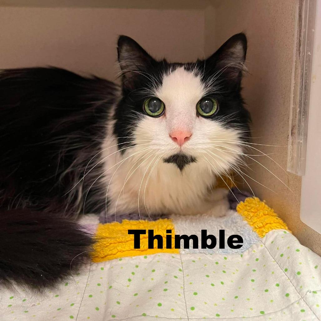 Thimble 260403, Adoptable, Senior Male Domestic Long Hair.