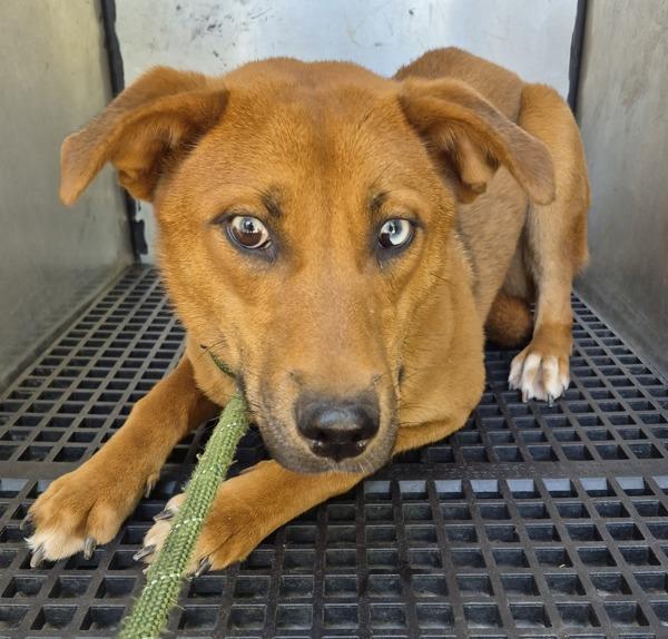 Pen 207c Giana, Adoptable, Young Female Shepherd.