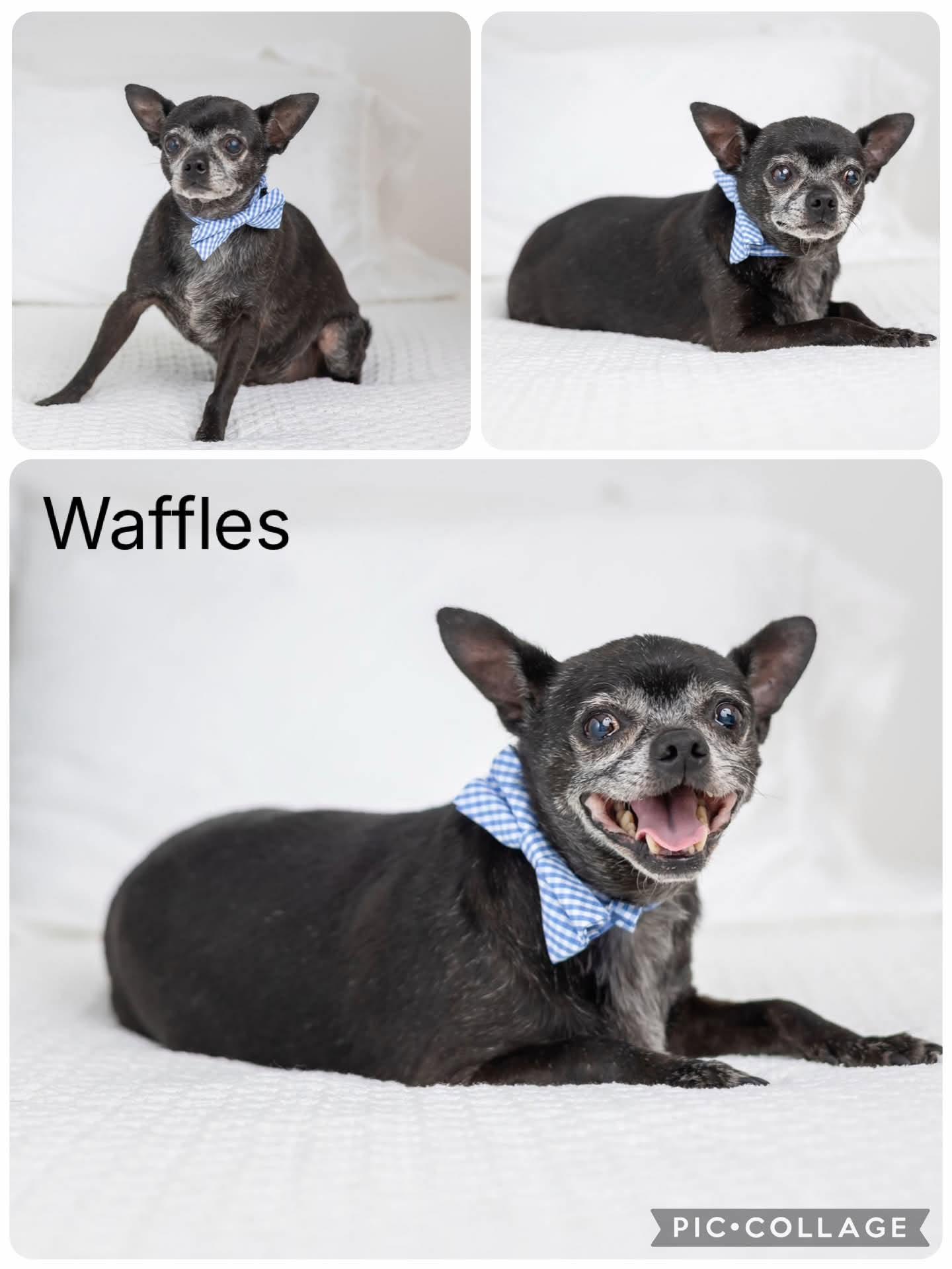 Enlarge Waffles, a Adoptable Chihuahua in Enterprise, AL image 1/1