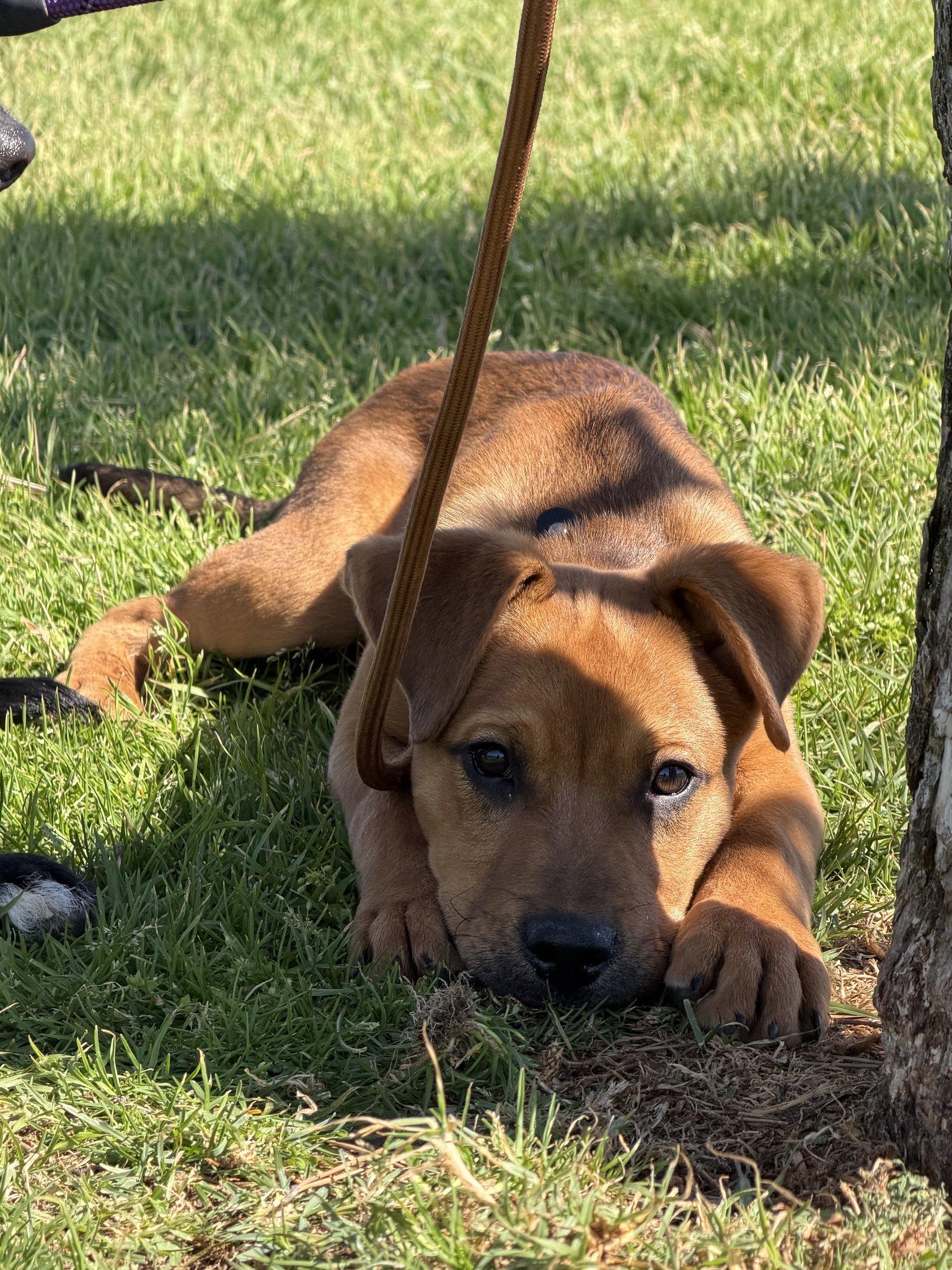 Enlarge Sam, a Adoptable Labrador Retriever in Roseville, CA image 1/3