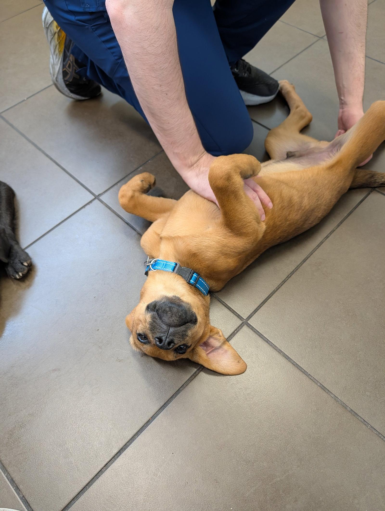 Enlarge Sam, a Adoptable Labrador Retriever in Roseville, CA image 2/3