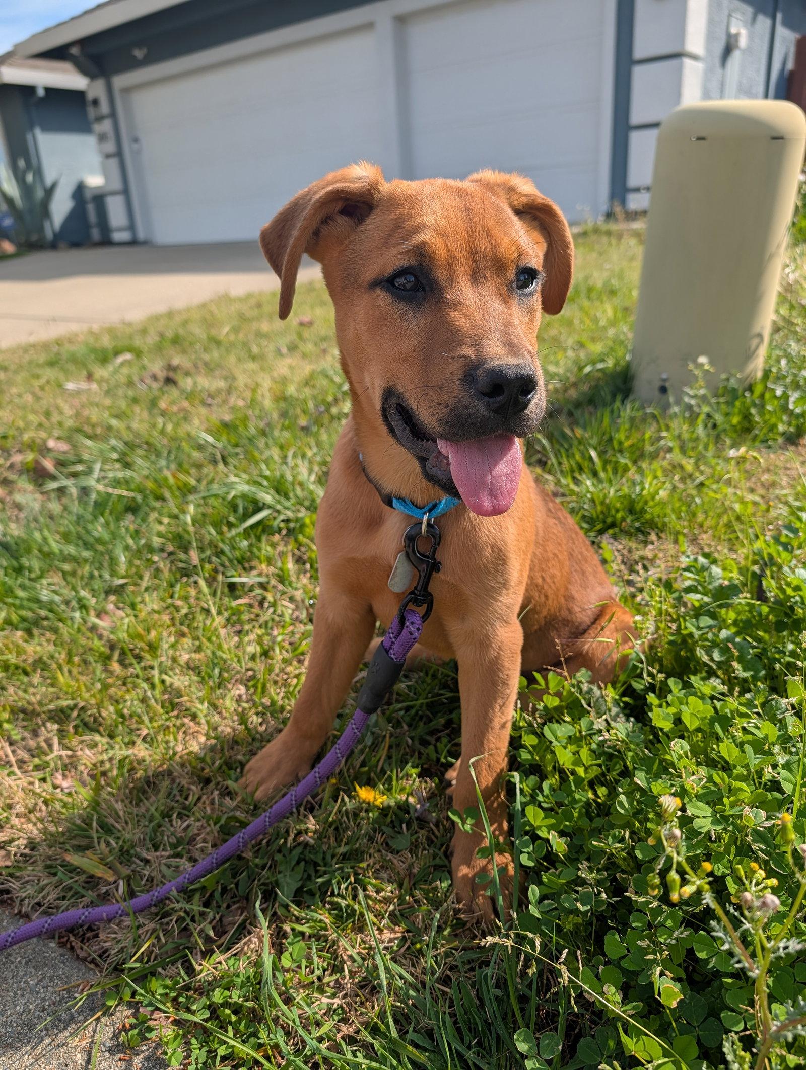 Enlarge Sam, a Adoptable Labrador Retriever in Roseville, CA image 3/3