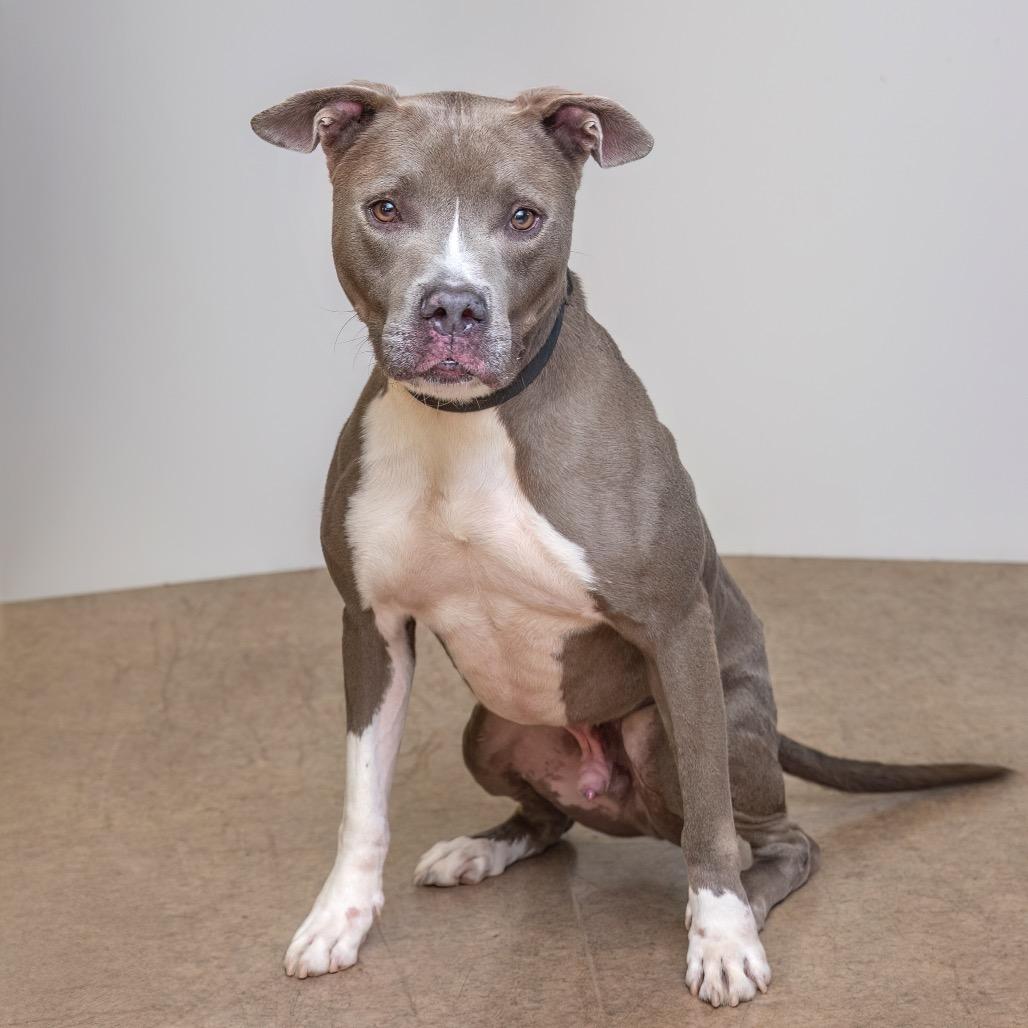 Derek, Adoptable, Adult Male American Staffordshire Terrier.