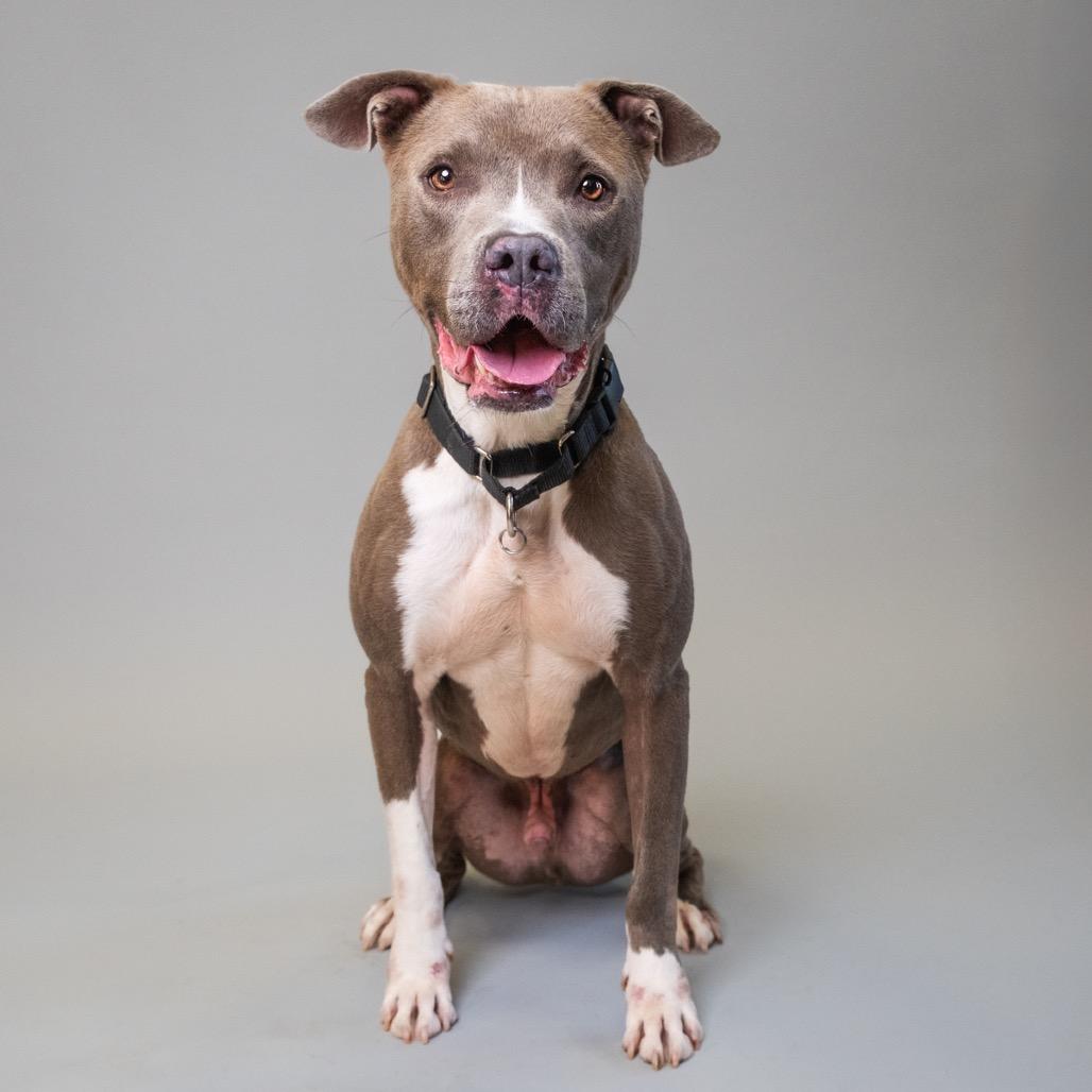 Enlarge Derek, a Adoptable mixed breed in Palm Springs, CA image 2/4