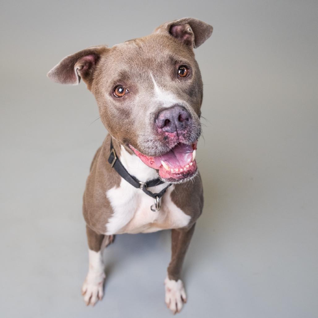 Enlarge Derek, a Adoptable mixed breed in Palm Springs, CA image 3/4