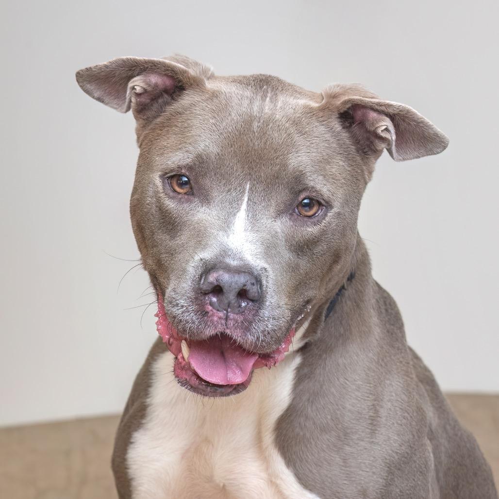 Enlarge Derek, a Adoptable mixed breed in Palm Springs, CA image 4/4