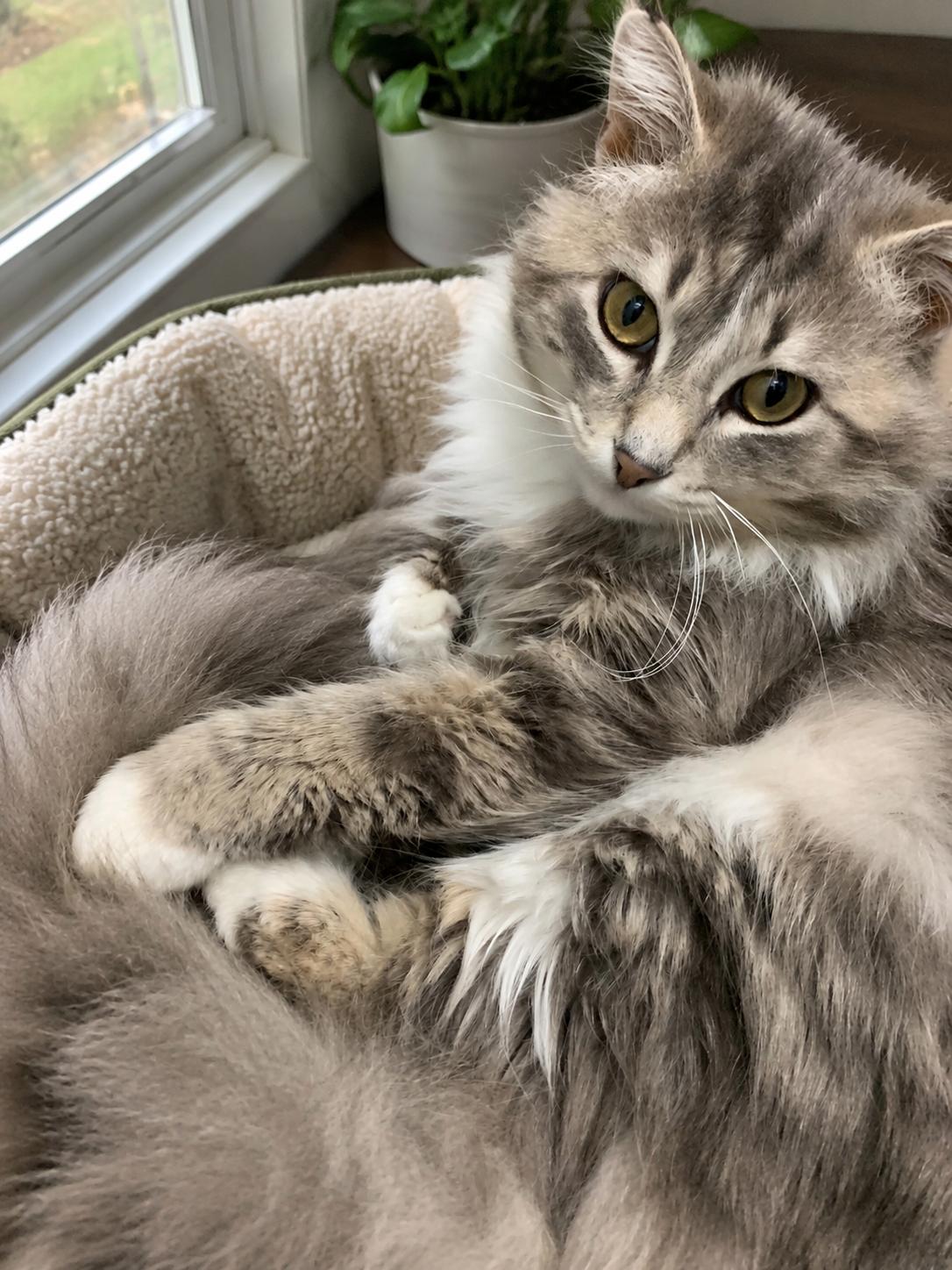 STORMY, a ADOPTABLE Domestic Long Hair in High Level, AB image 1/2