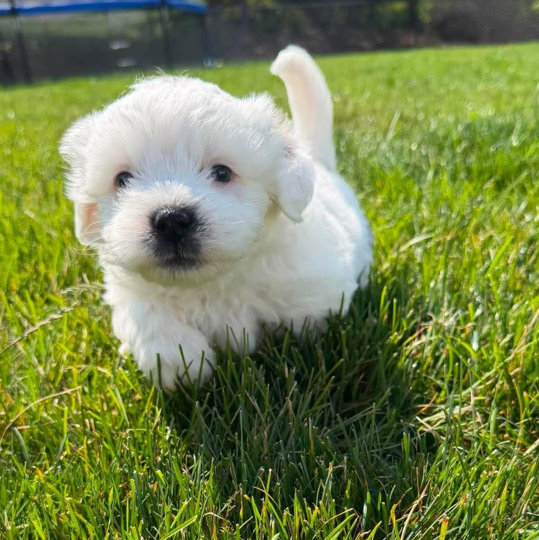 Dumbledore, adopted, Puppy Male Shih Tzu & Poodle.
