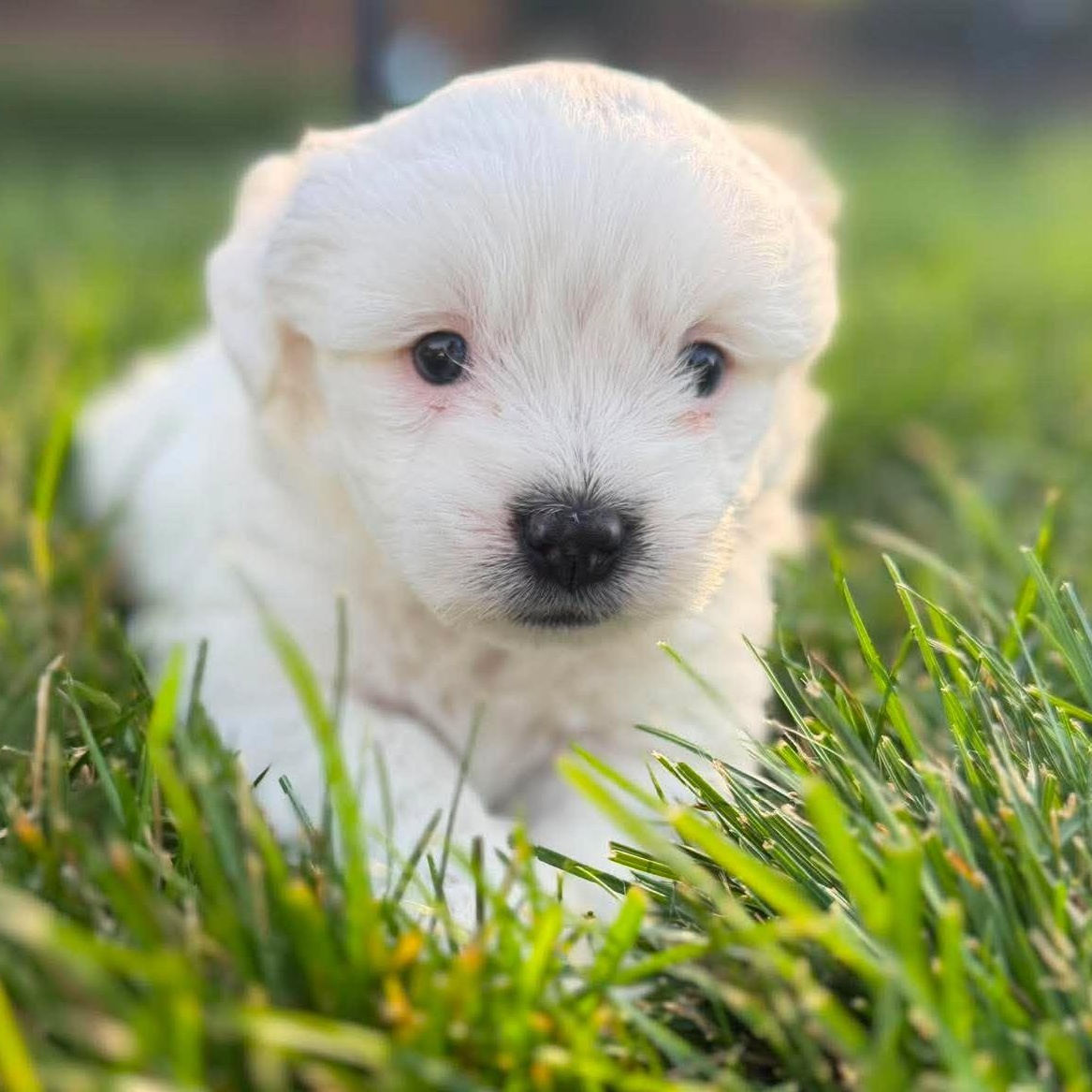 Dumbledore, an adopted mixed breed in North Chili, NY image 4/6