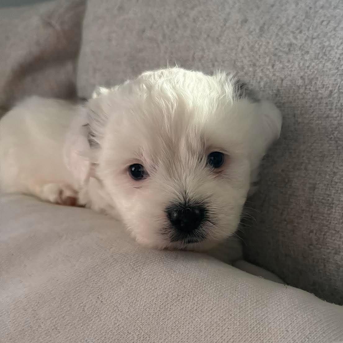 Dumbledore, an adopted mixed breed in North Chili, NY image 5/6