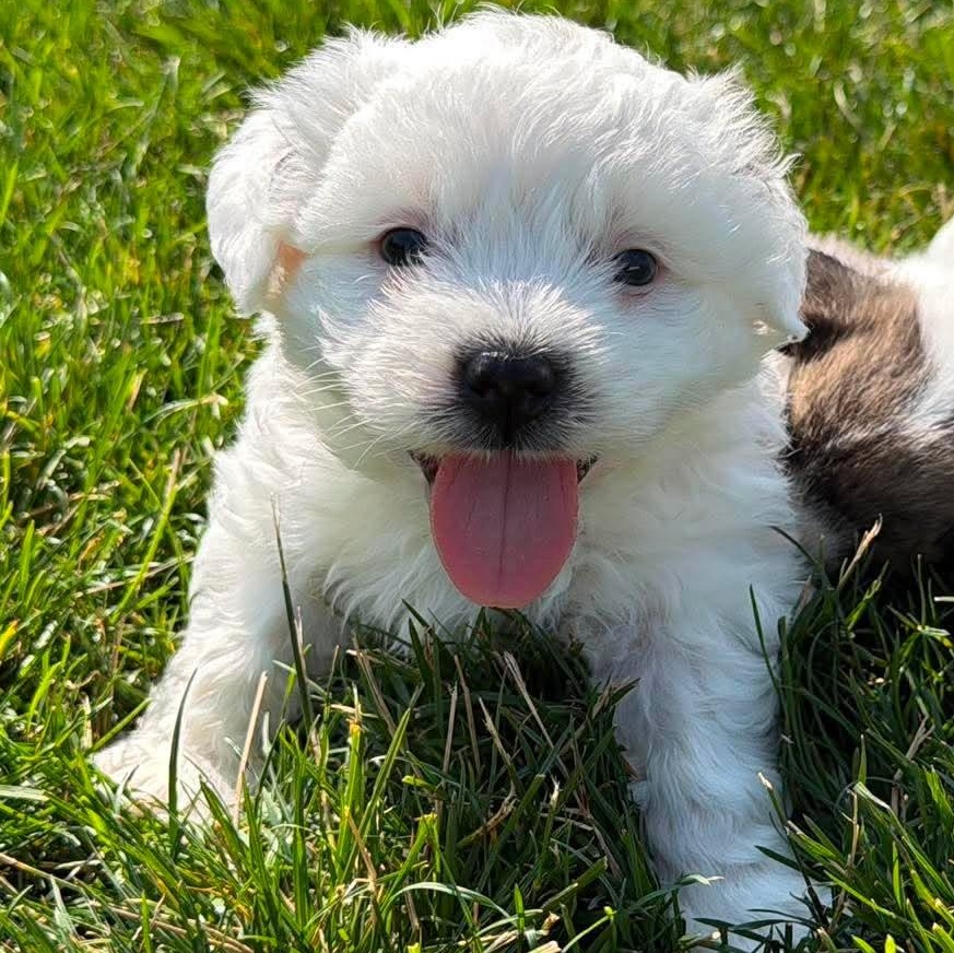 Dumbledore, an adopted mixed breed in North Chili, NY image 6/6