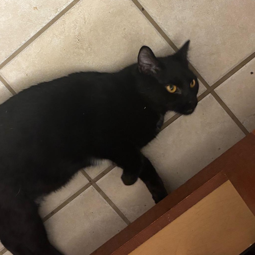 Enlarge Ninja, a Adoptable Domestic Short Hair in Columbia, MO image 1/1