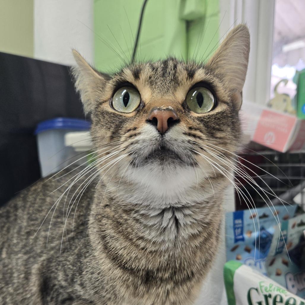 Enlarge Benni  #400, a Adoptable Domestic Short Hair in Tawas City, MI image 1/1