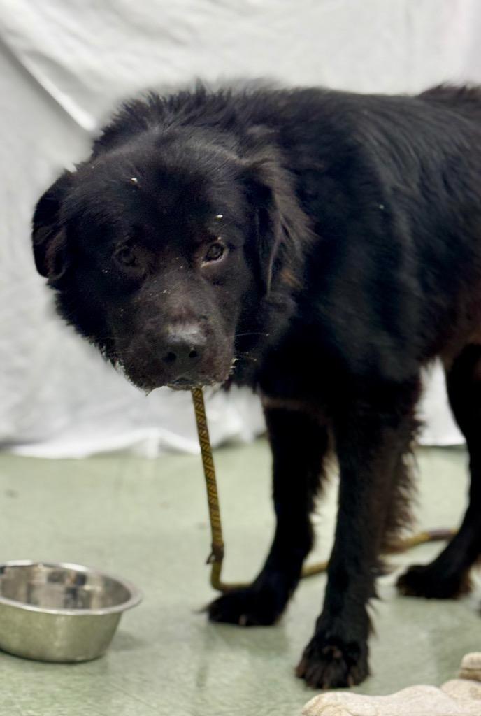 Waldo, Adoptable, Young Male Great Pyrenees & Mixed Breed.