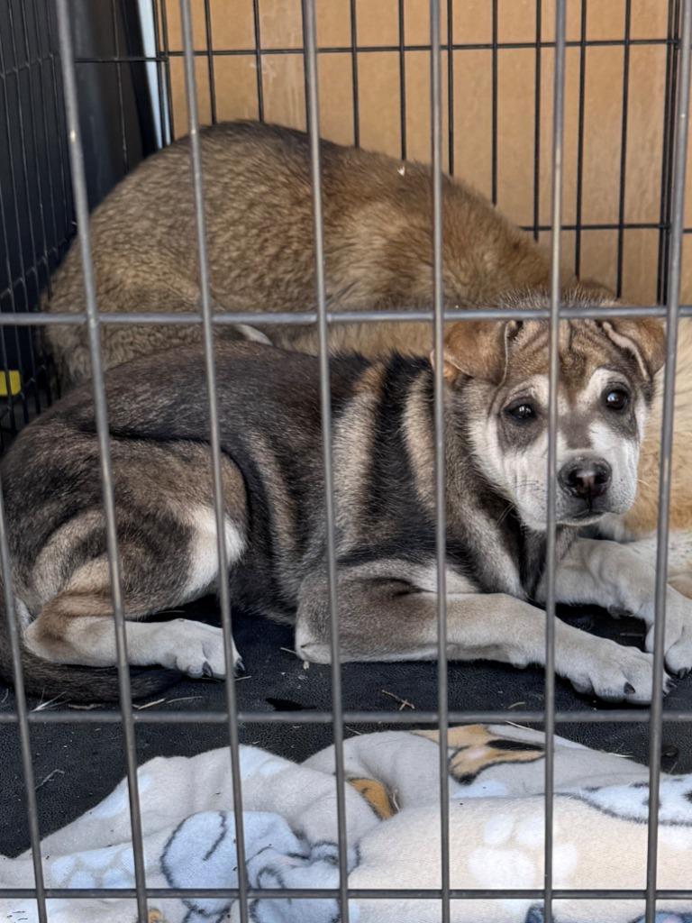 Brandy, Adoptable, Puppy Female Husky & Mixed Breed.