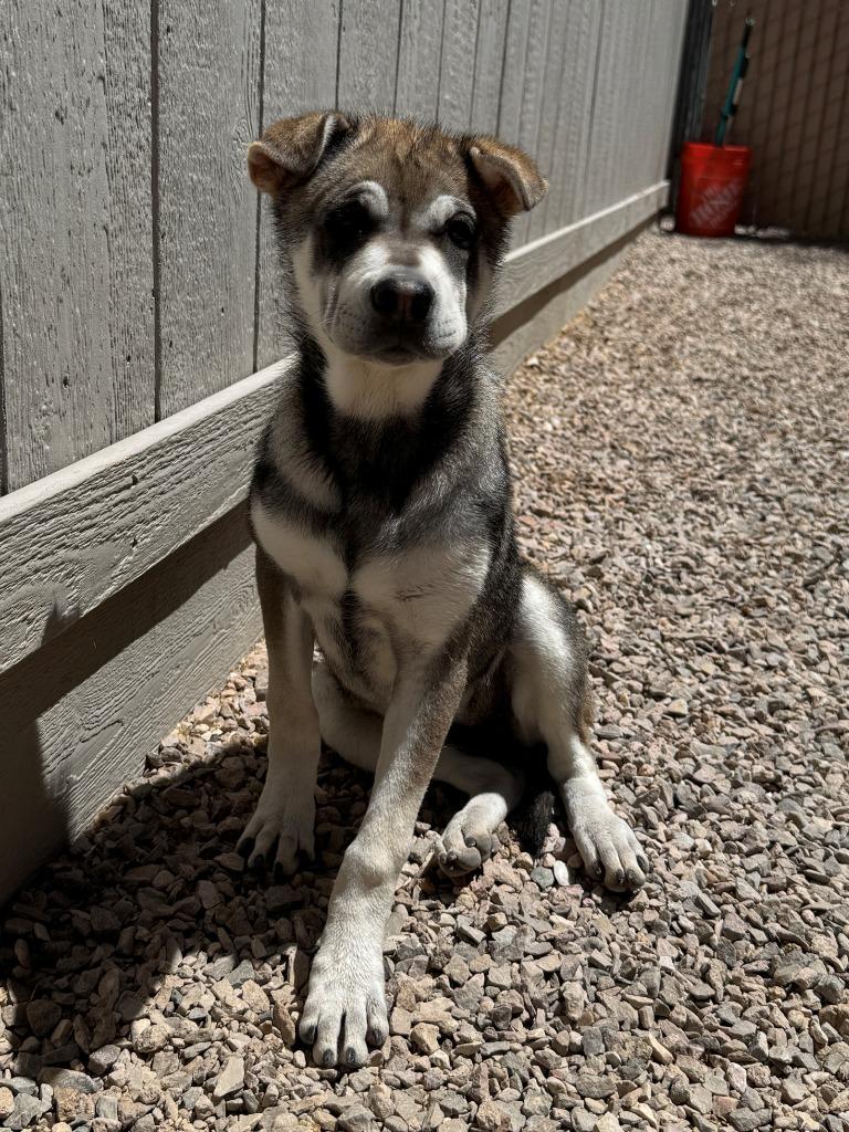Brandy, a Adoptable mixed breed in Chino Valley, AZ image 2/6
