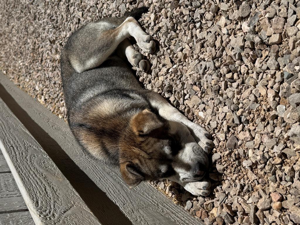 Brandy, a Adoptable mixed breed in Chino Valley, AZ image 3/6