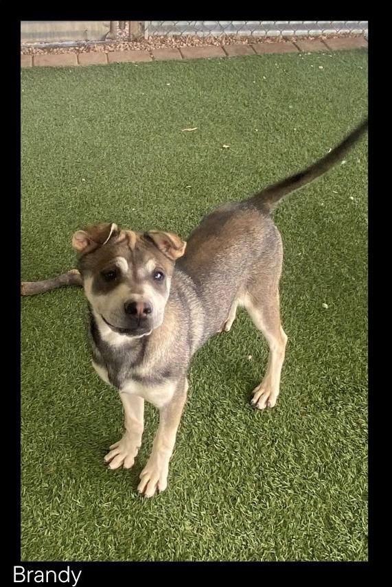 Brandy, a Adoptable mixed breed in Chino Valley, AZ image 4/6