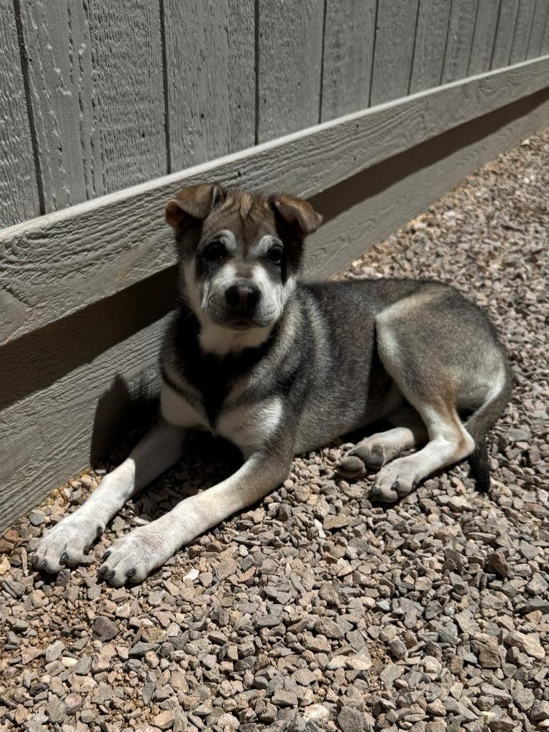 Brandy, a Adoptable mixed breed in Chino Valley, AZ image 5/6