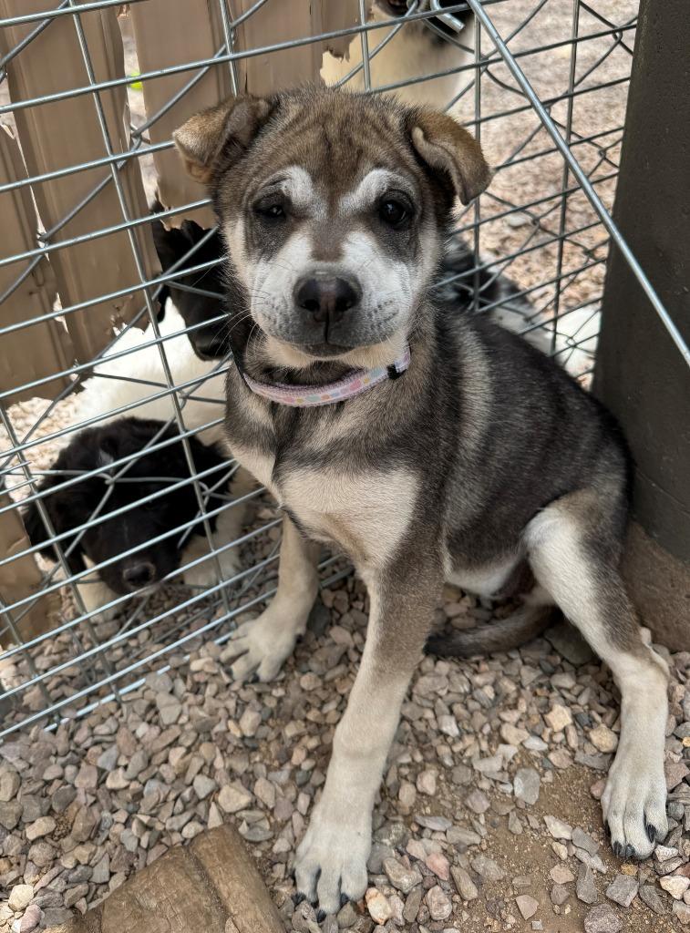 Brandy, a Adoptable mixed breed in Chino Valley, AZ image 6/6