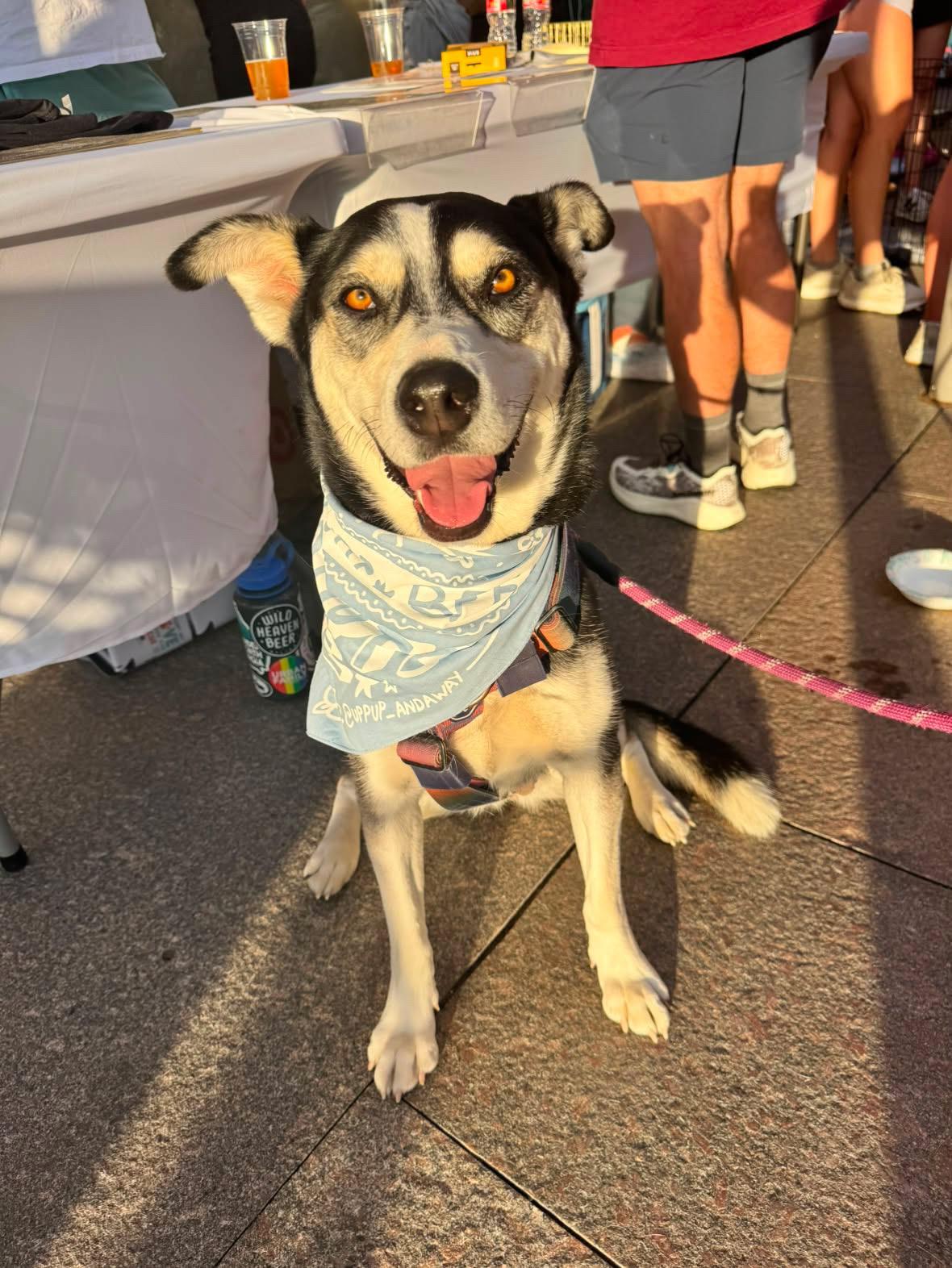 Beau, a Adoptable mixed breed in Commerce City, CO image 1/6
