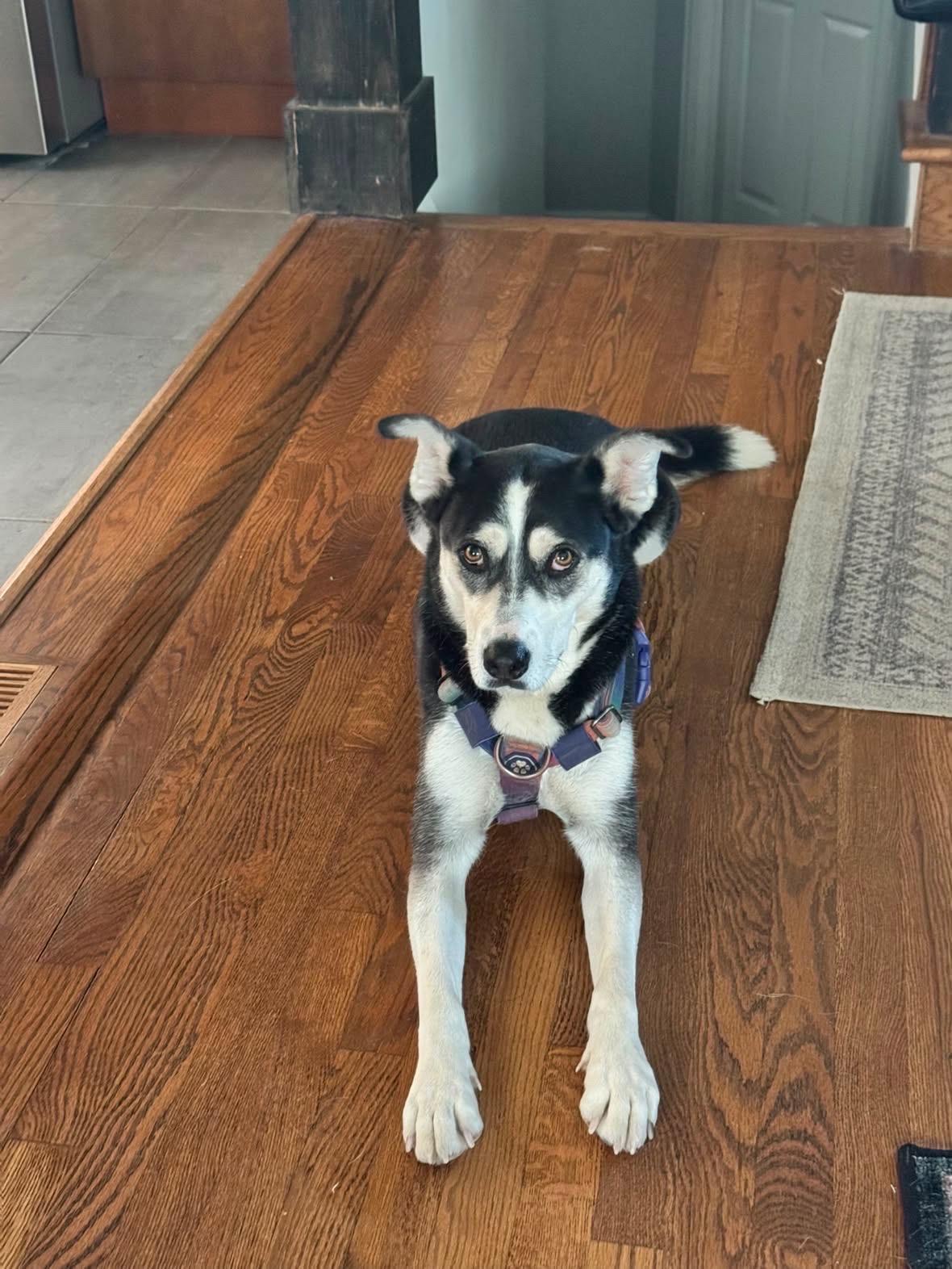 Beau, a Adoptable mixed breed in Commerce City, CO image 2/6