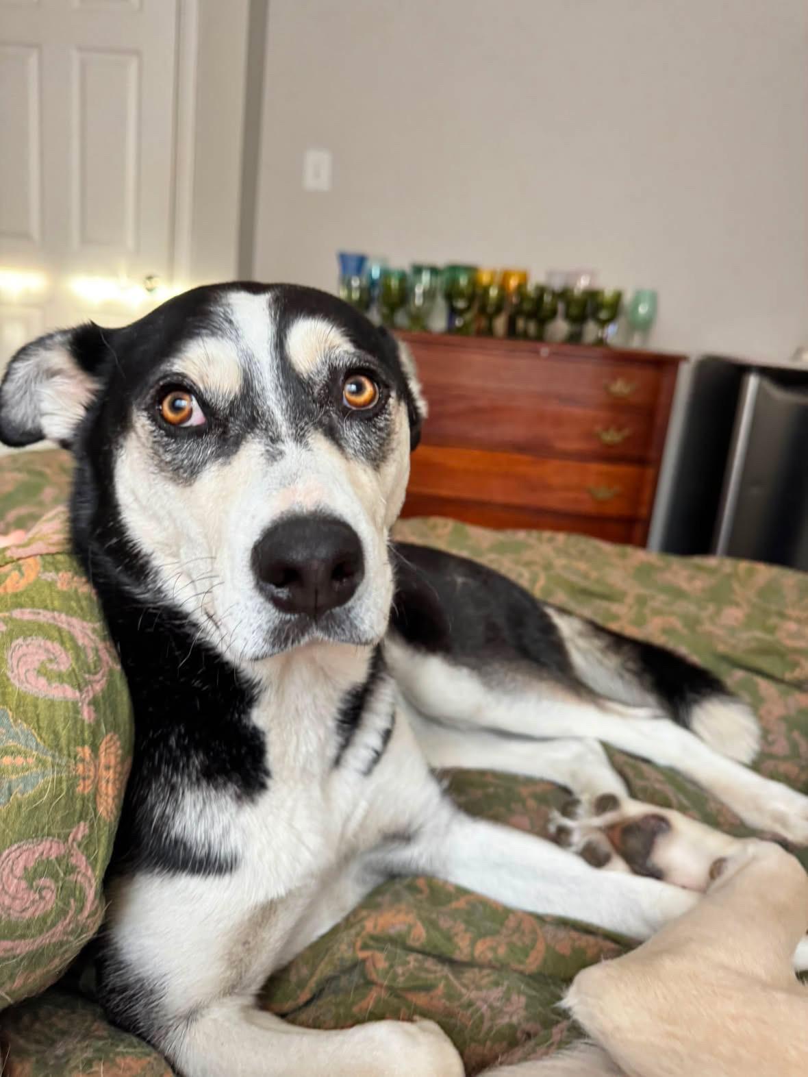 Beau, a Adoptable mixed breed in Commerce City, CO image 4/6