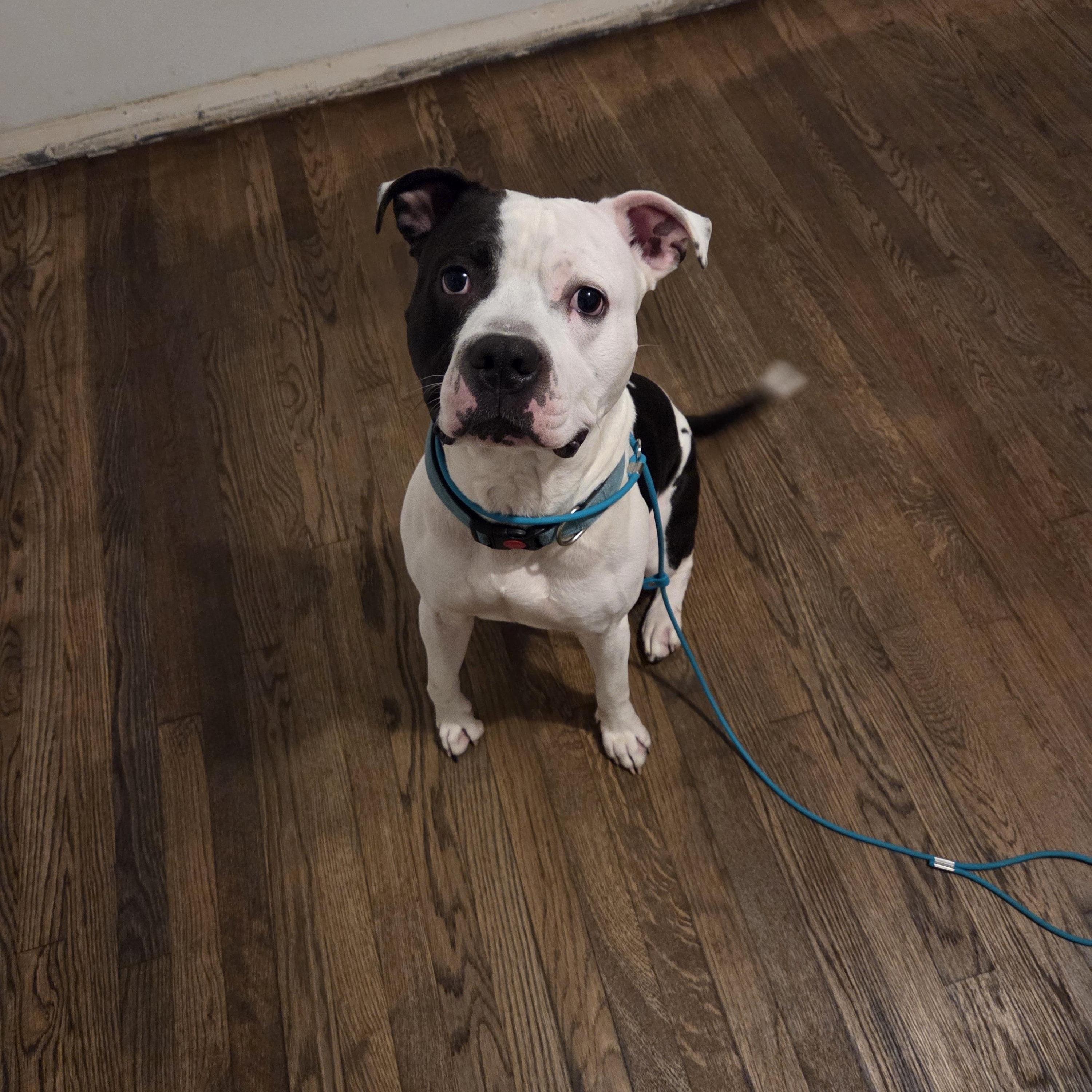 Cole, ADOPTABLE, Adult Male Pit Bull Terrier.