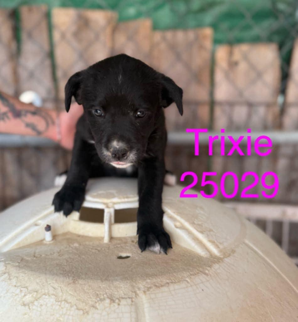 Trixie, Young Female unknown