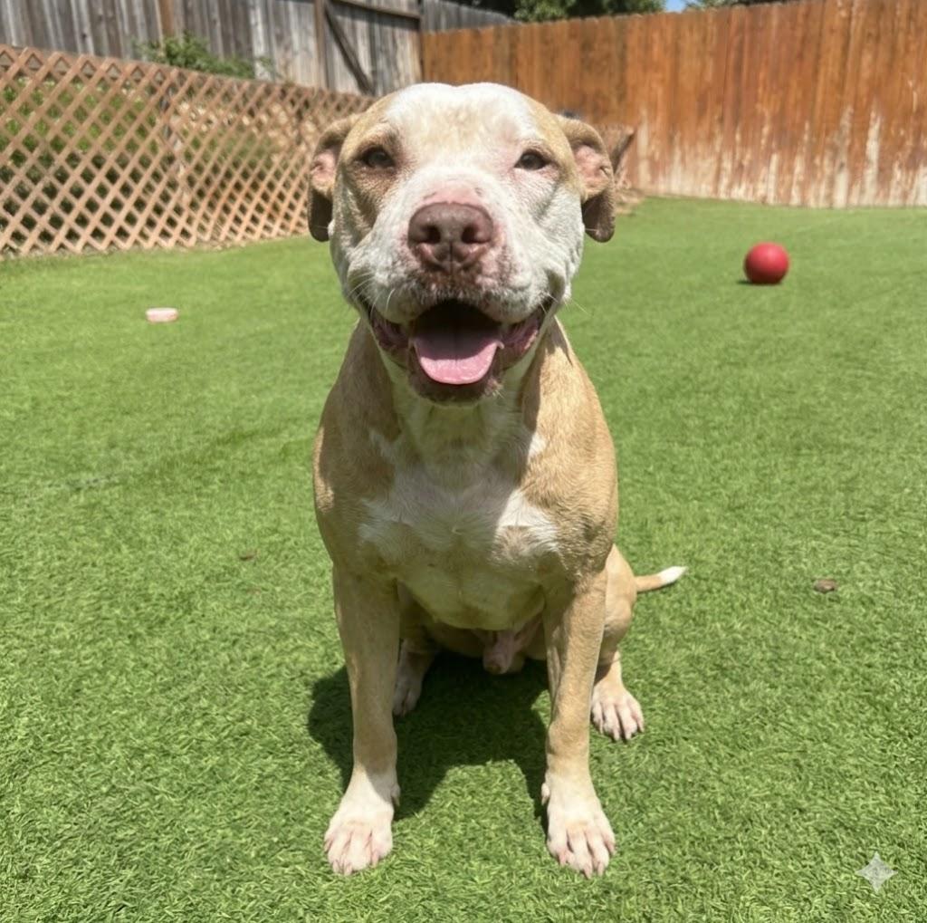Cowboy, adopted, Adult Male American Staffordshire Terrier.