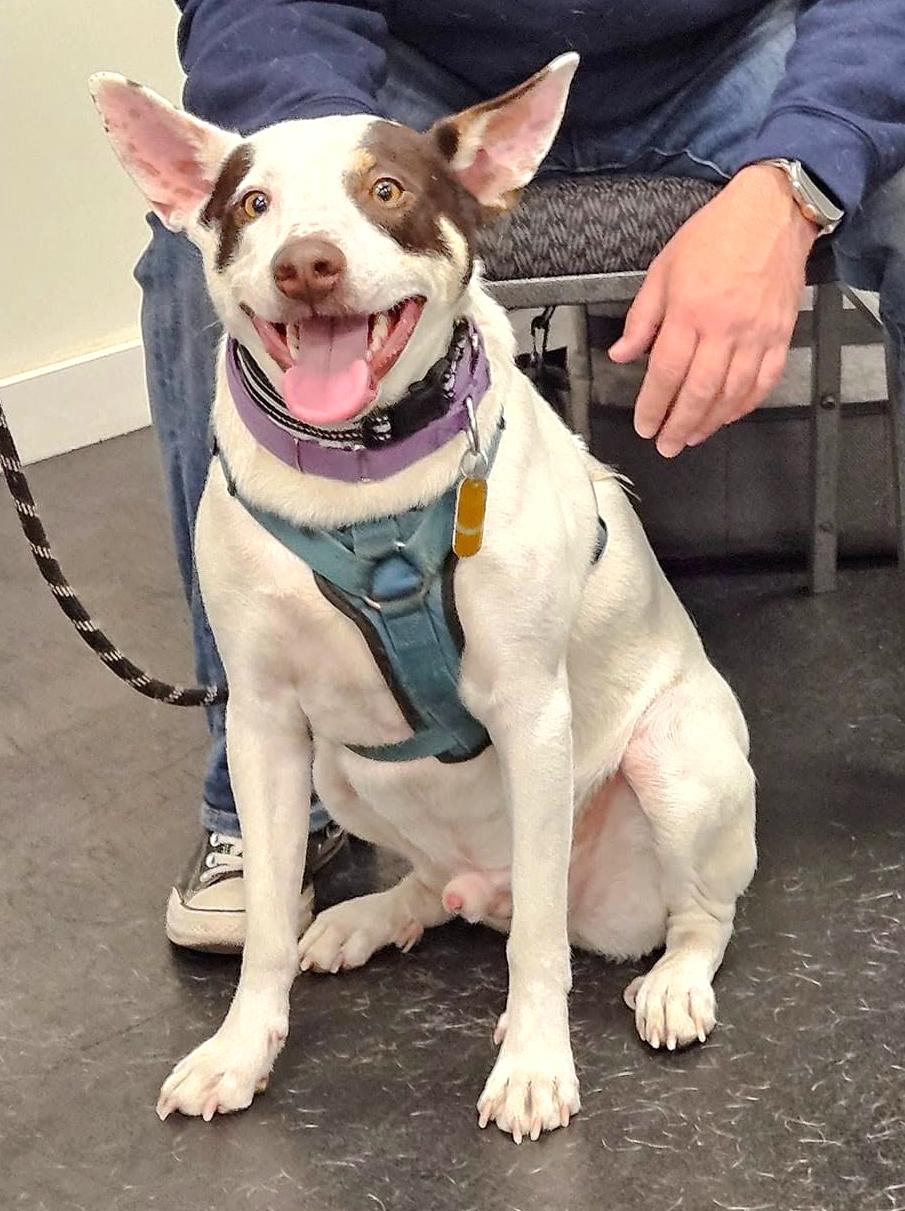 Casper, a Adoptable mixed breed in Minneapolis, MN image 1/5