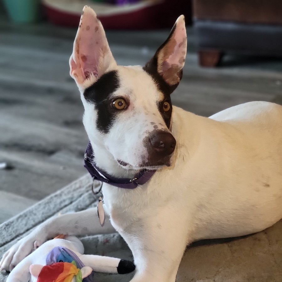 Casper, a Adoptable mixed breed in Minneapolis, MN image 2/5