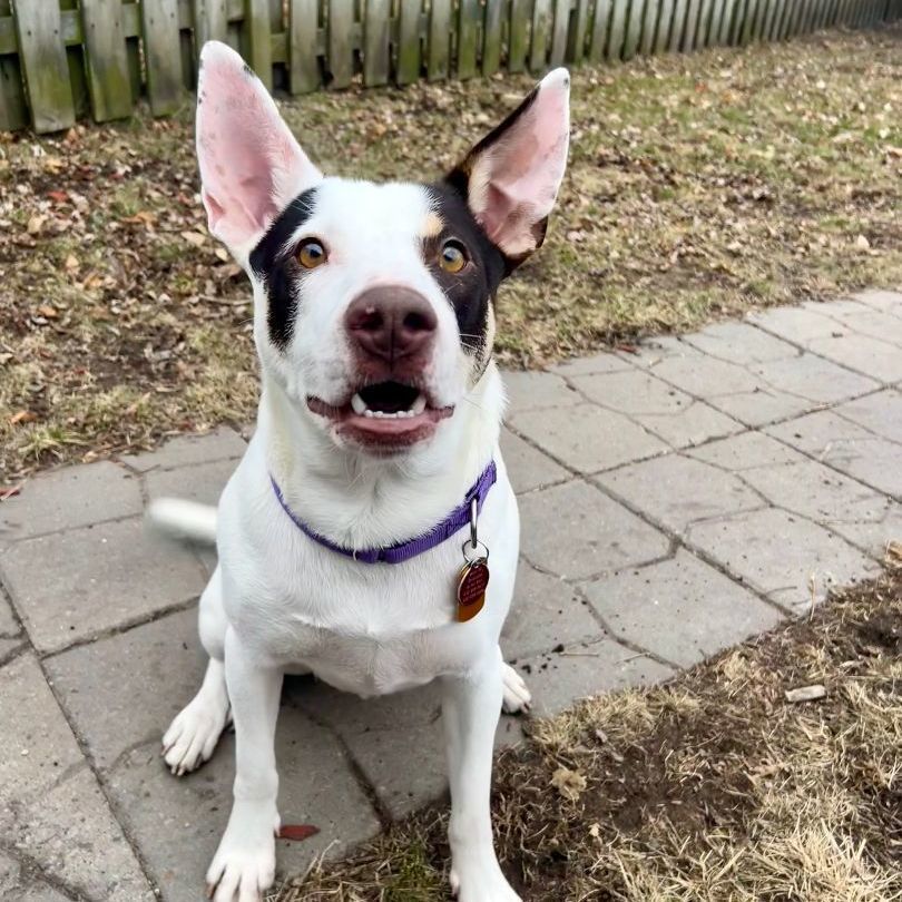 Casper, a Adoptable mixed breed in Minneapolis, MN image 3/5